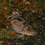 woodcock 